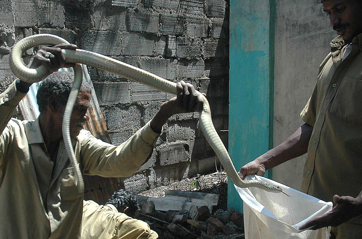 Tamil Nadu Declares Snakebite Envenomation as Noti