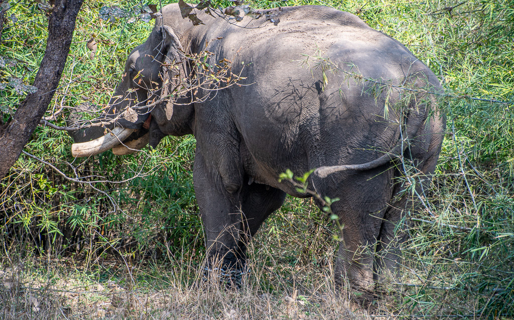 Tragic Elephant Rampage in Bandhavgarh Leaves Two 