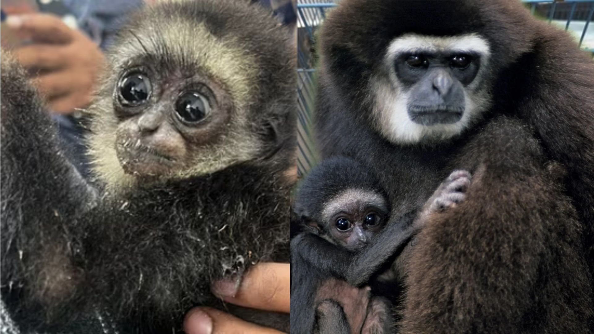 Caught Red-Handed: Bengaluru Airport Busts Exotic Wildlife Smuggling Racket