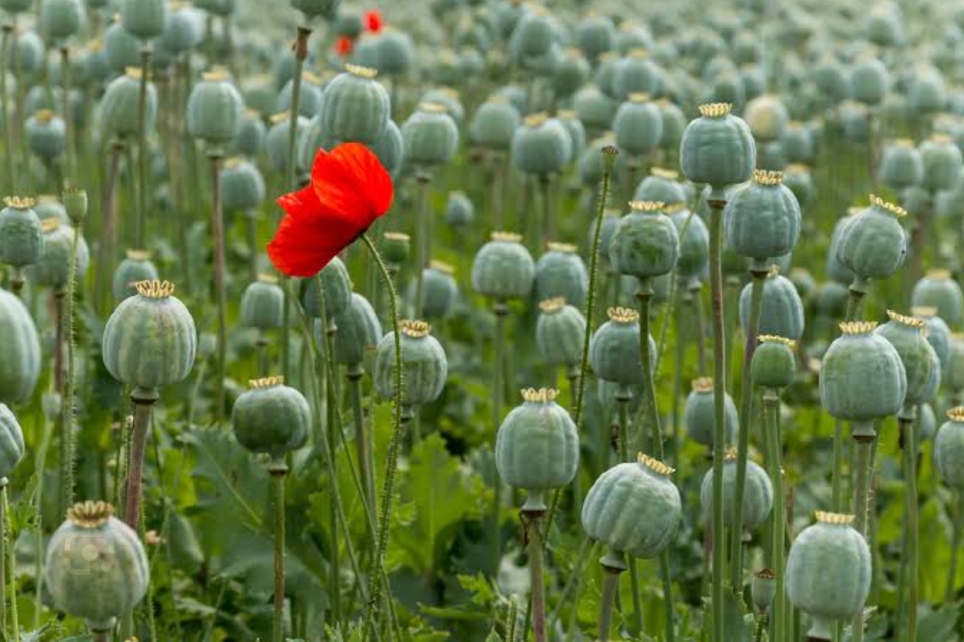 Jharkhand Police and Villagers Unite to Uproot 57 Acres of Illegal Opium Cultivation