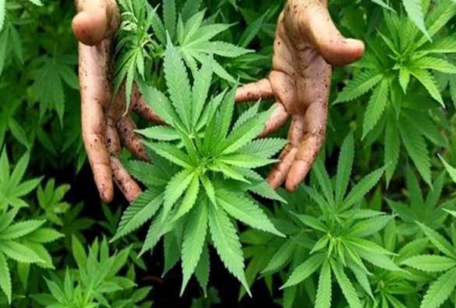 British National Arrested in Goa for Cultivating 33 Cannabis Plants at His Home