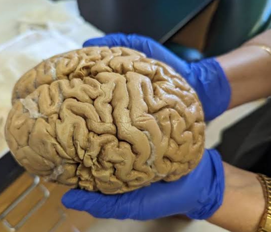 A Pioneering Study Reveals How Human Shapes and Body Parts Trigger Significant Brain Reactions