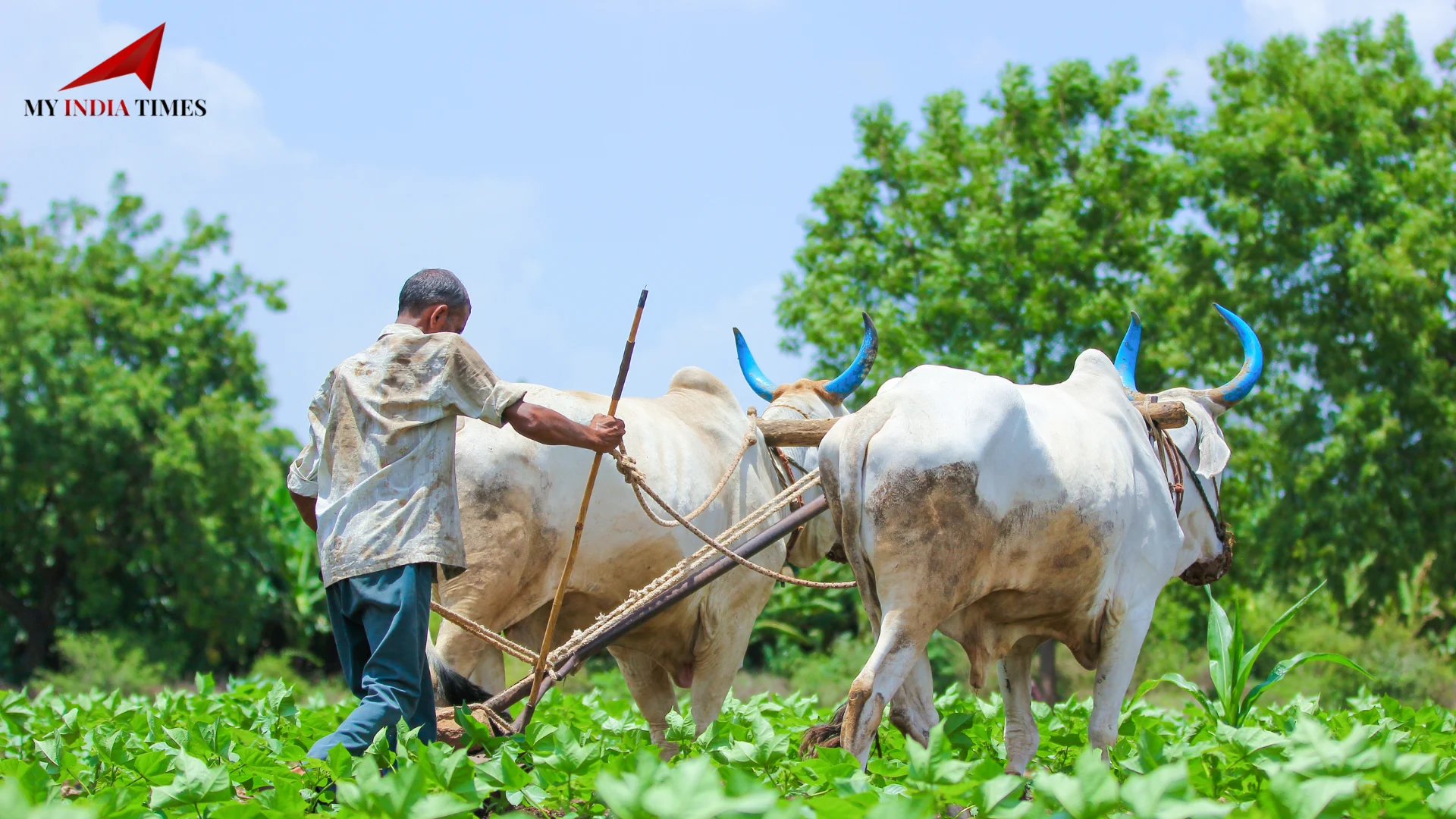 India’s Agricultural Sector Struggles with Climate Change and Falling Yields