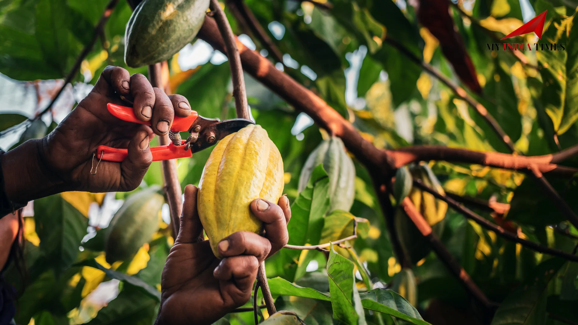 Climate Change Threatens Cocoa Farming: 50% Land Loss in West and Central Africa by 2050