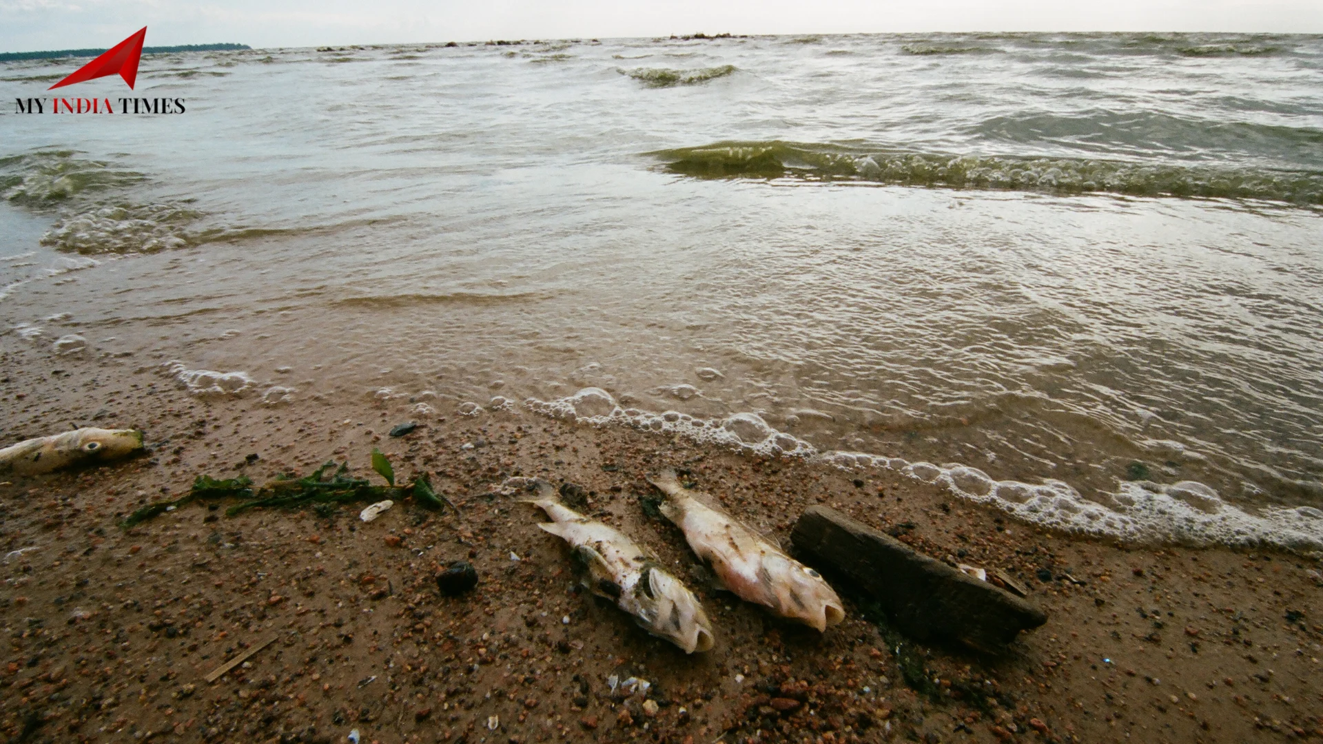 How the Climate Crisis is Intensifying Marine Heatwaves Across the World