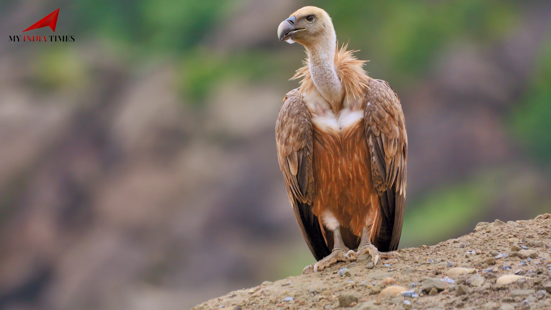 Vulture Census Begins Today in the Tiger State: Why These Birds Are Essential for Humans