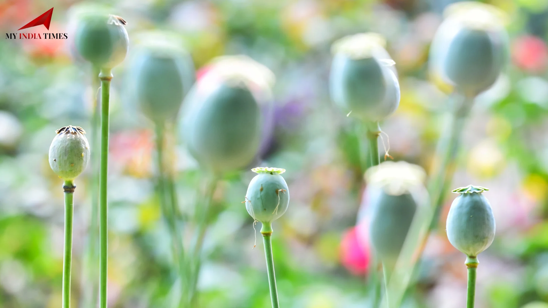 Massive Crackdown on Illegal Poppy Cultivation in Arunachal Pradesh

