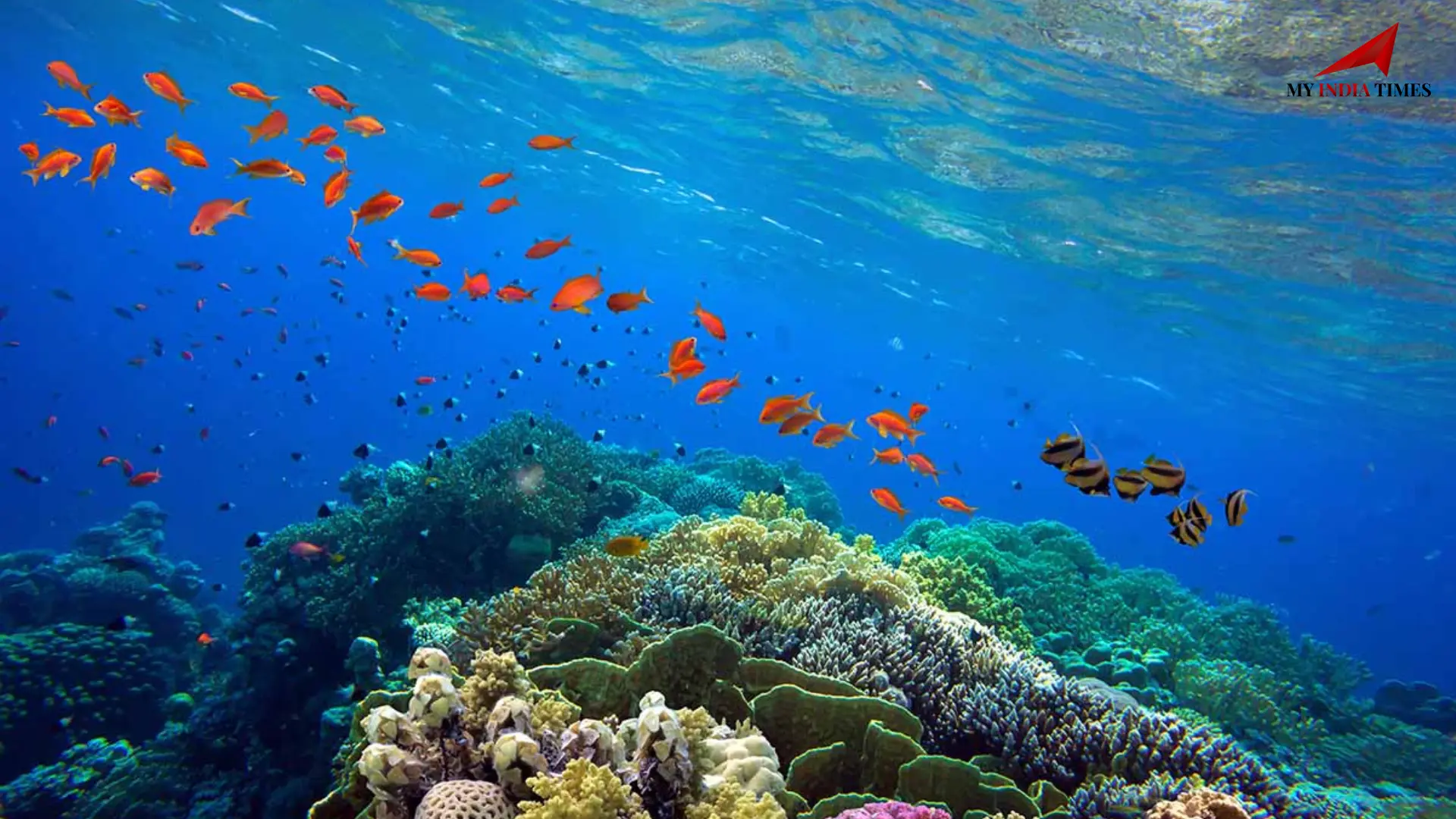 Massive Coral Bleaching in Lakshadweep Raises Alarming Concerns, Government Updates Parliament