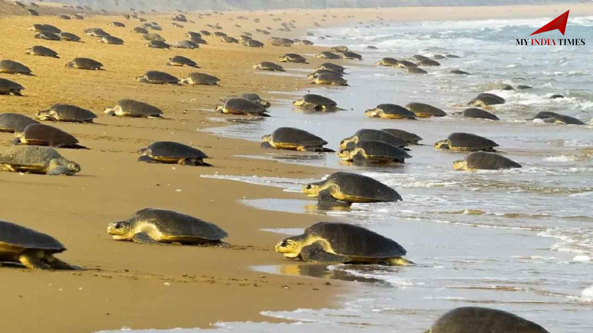 Endangered Olive Ridley Turtles Return to Odisha's Shores After 33 Years