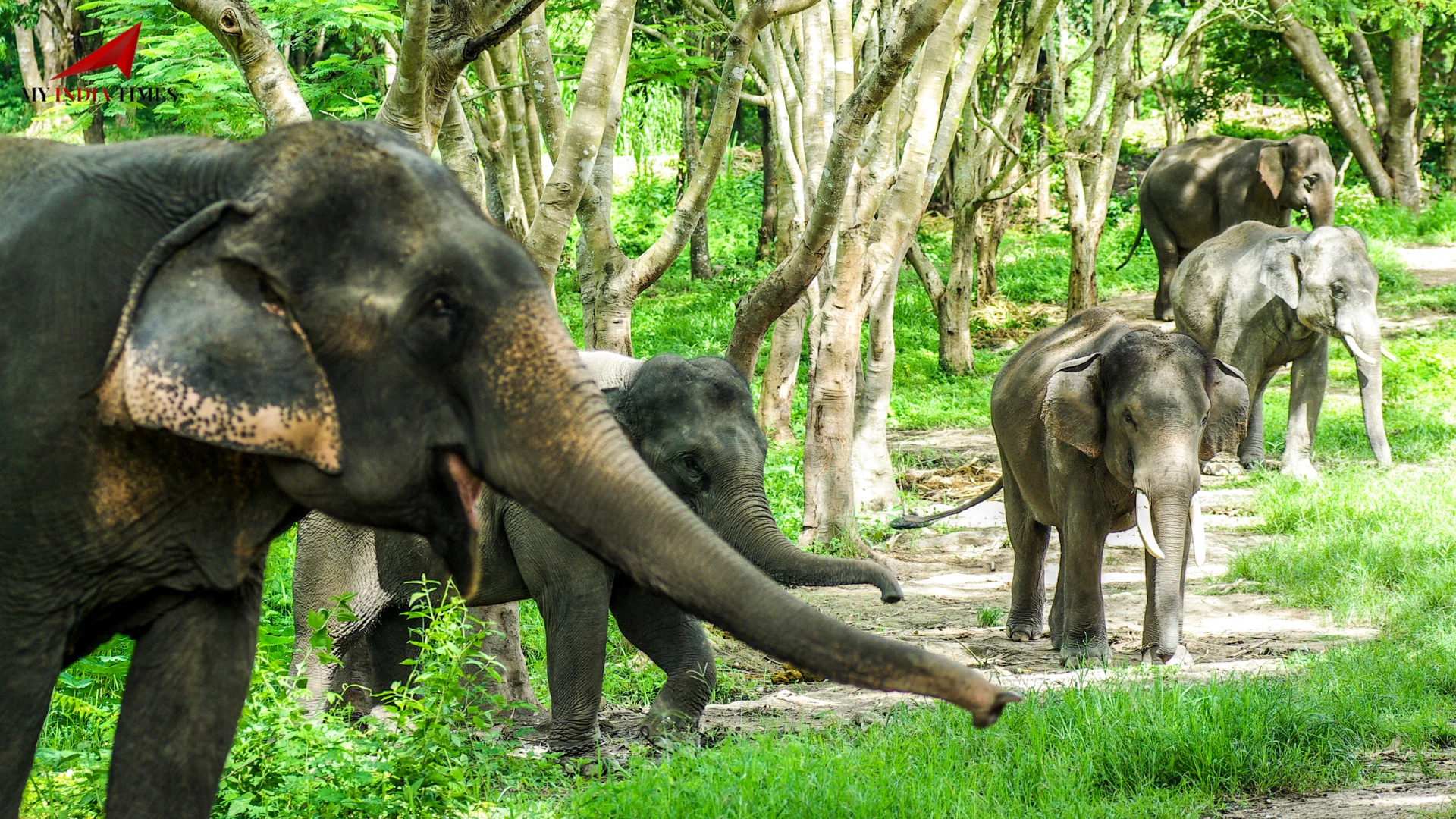 Wild Elephant Kills Two More Tribals Near Athirappilly Waterfalls