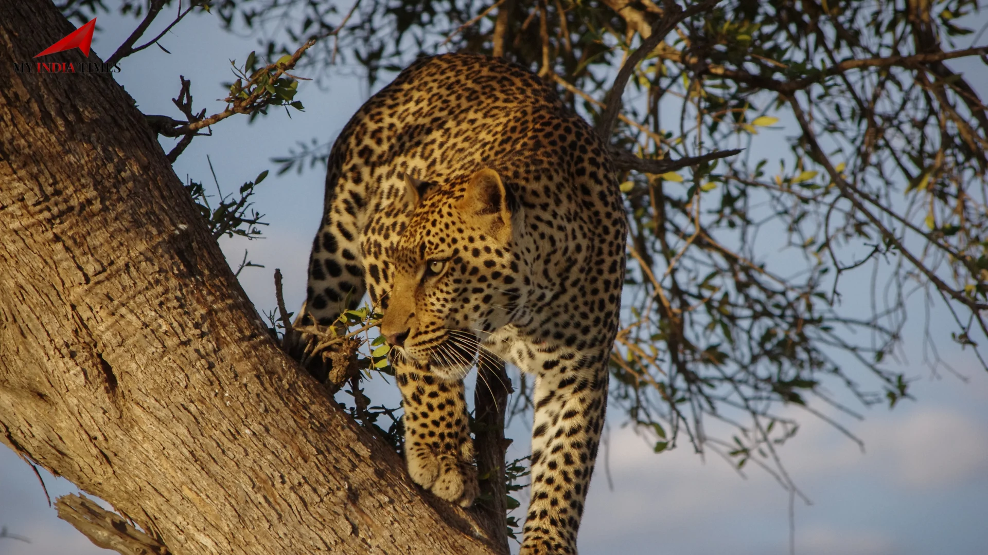 Leopard Dies During Treatment at Goa Zoo: Raises Questions Over Forest Department’s Response