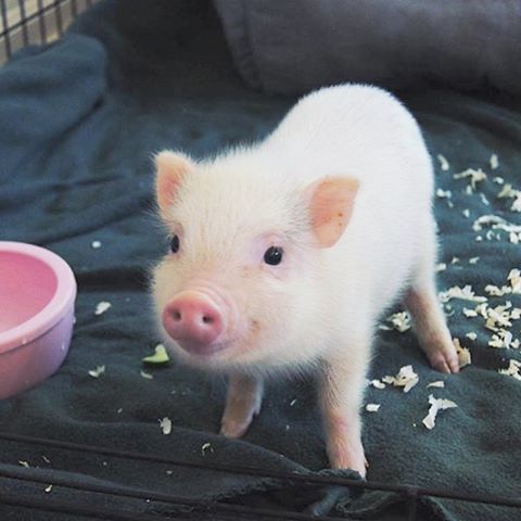 Russia’s $26 Billion Anti-Aging Mission: Scientists Explore Growing Human Organs Inside Pigs