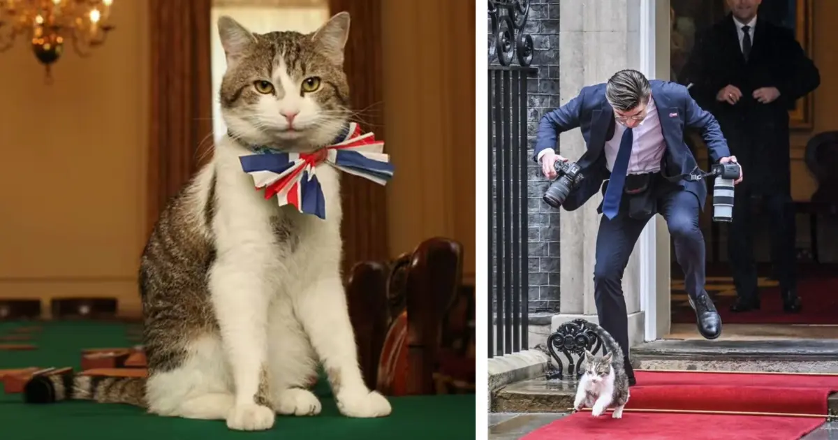 Meet Larry the Cat: The Legendary Downing Street Mouser Who Has Outlasted Six British Prime Ministers