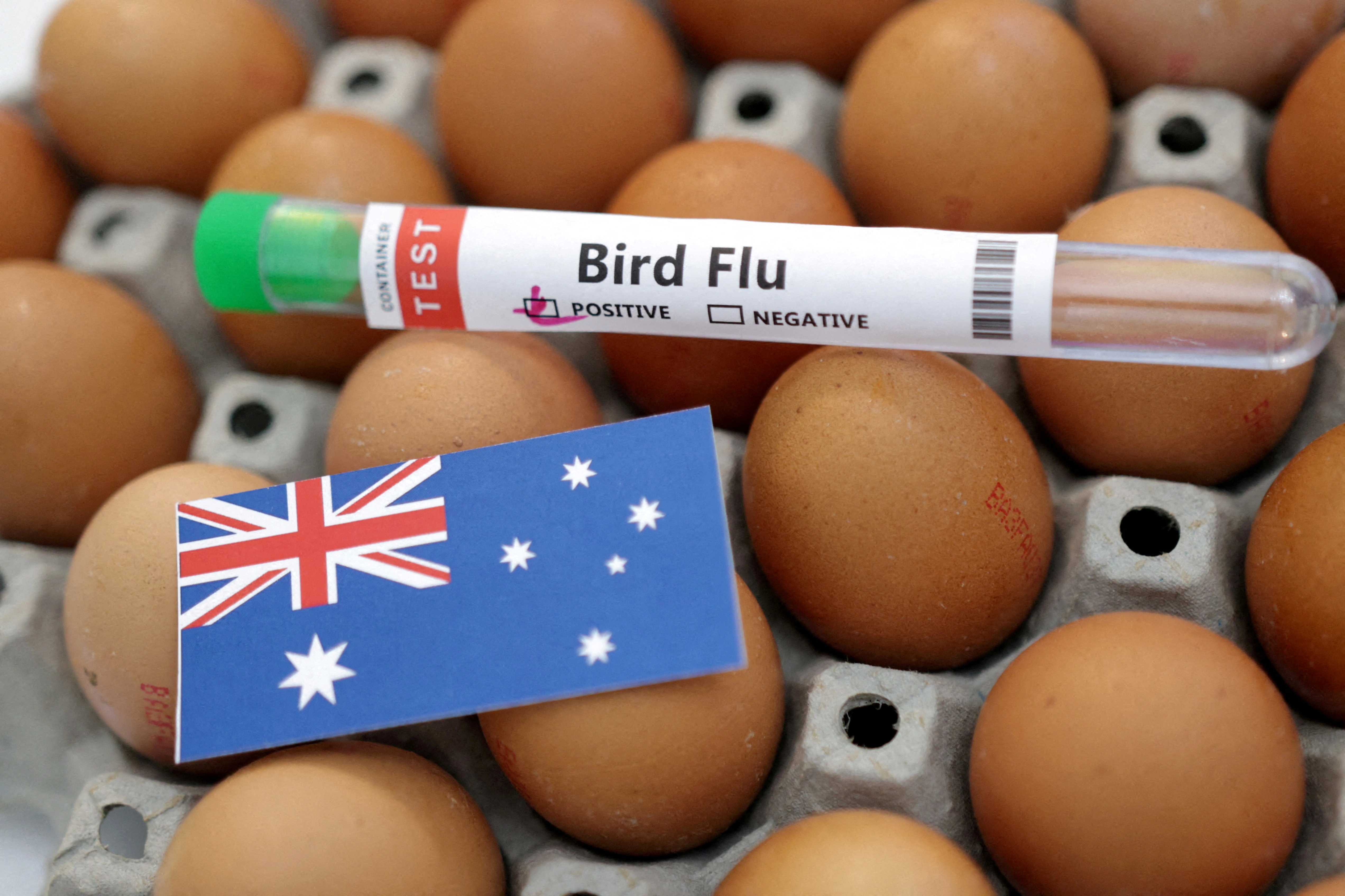 Australia on High Alert as Bird Flu Cases Trigger Fresh Testing; Papua New Guinea Suspends Poultry Imports
