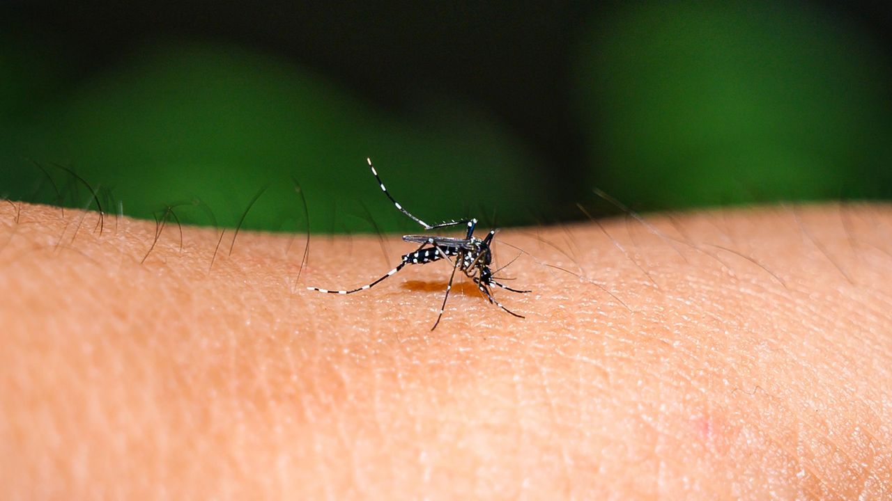 A Sound Solution: Scientists Create Deaf Mosquitoes to Combat Dengue and Other Diseases