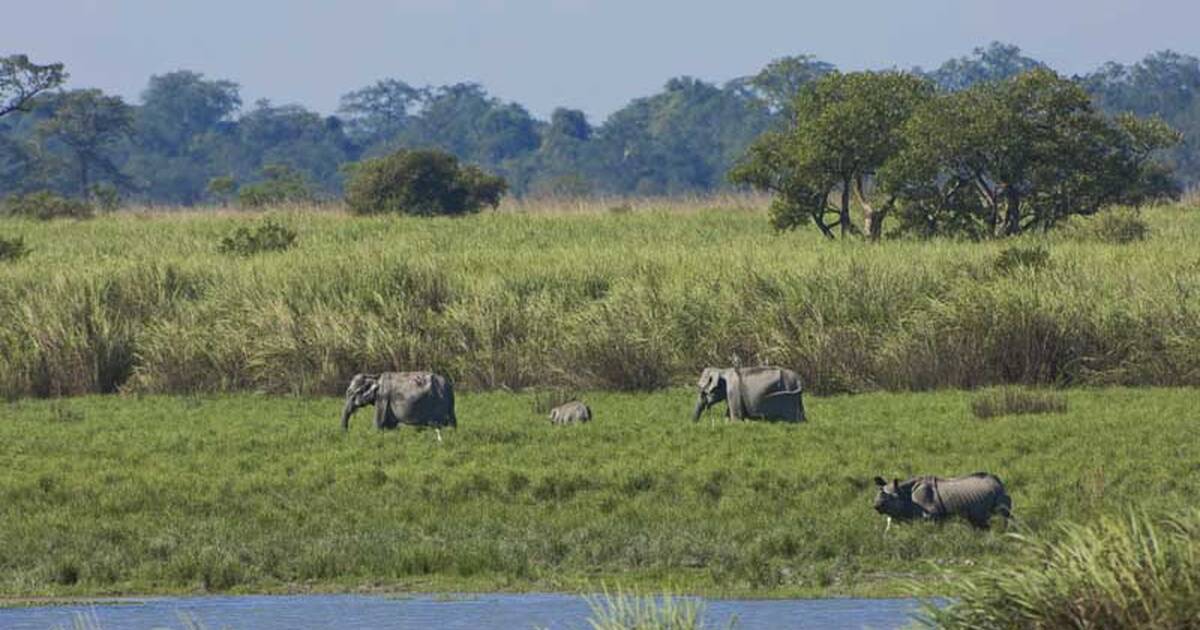 Kaziranga Park Conservation Updates: Assamâ€™s UNE