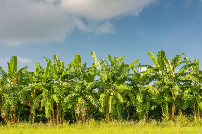 Jalgaon Banana Farmers Face Price Crash as West Asia Export Disruptions Hit Trade